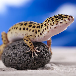 Vet Med Reptile and Fish Supplies